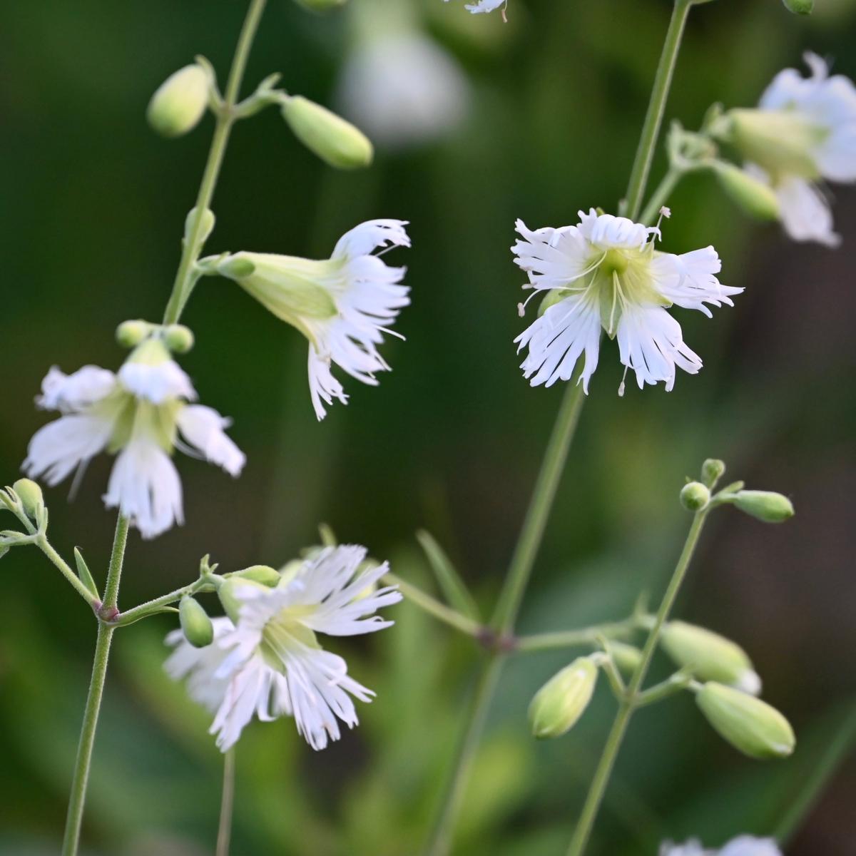 Starry Campion (Silene stellata)