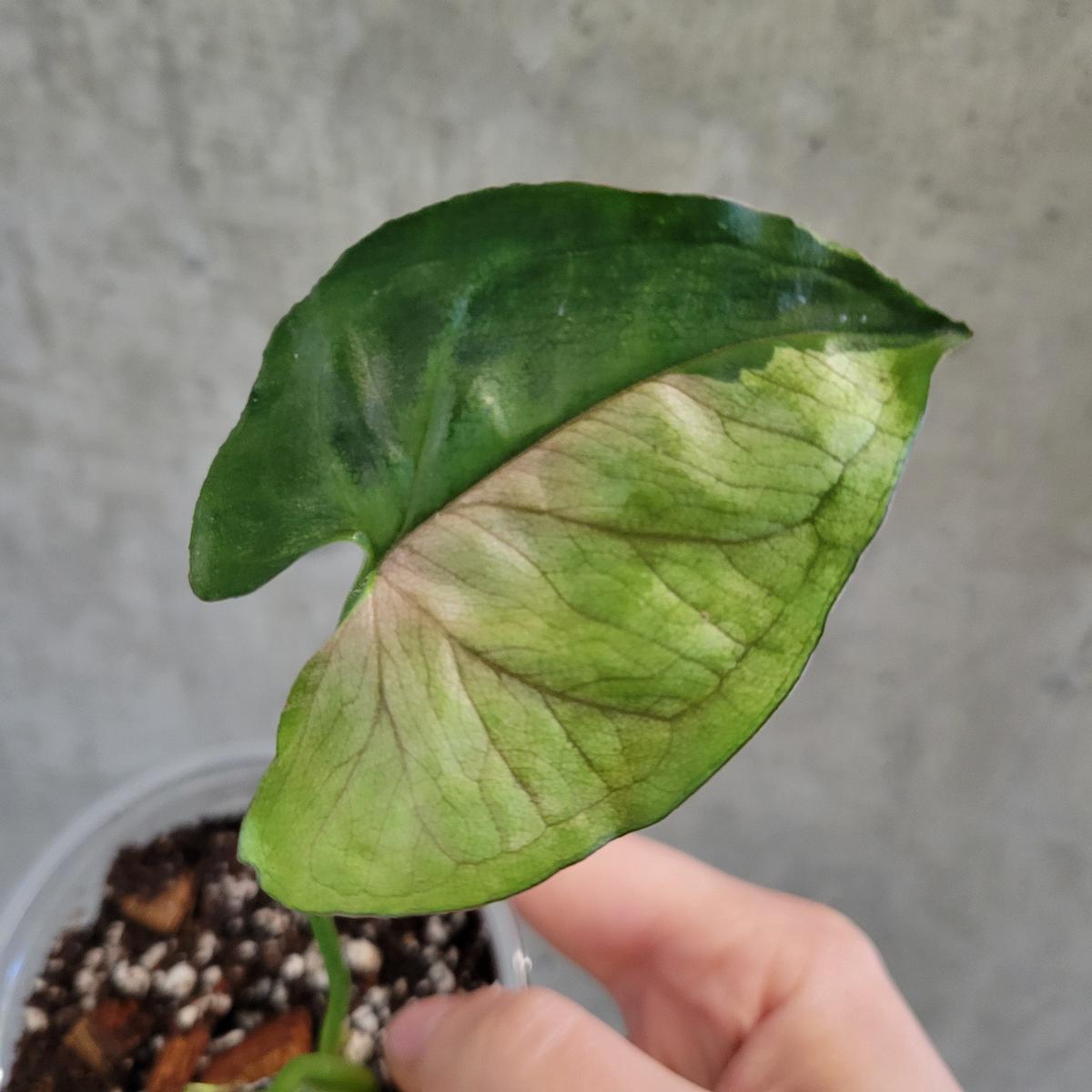 Syngonium 'T24'