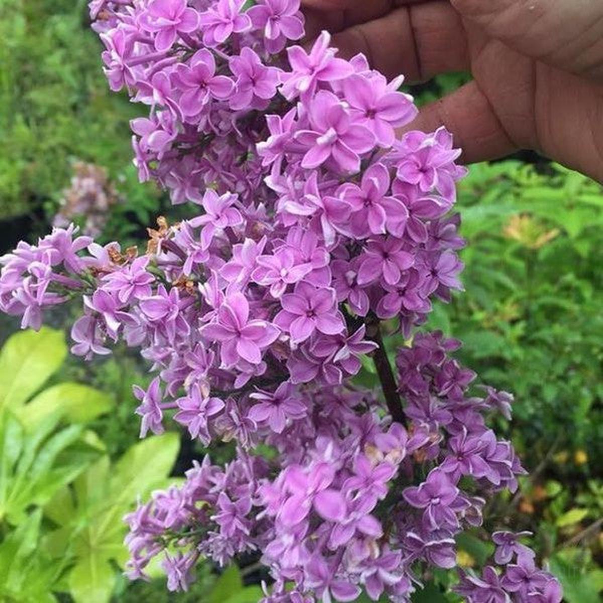 Syringa Chinensis Duplex