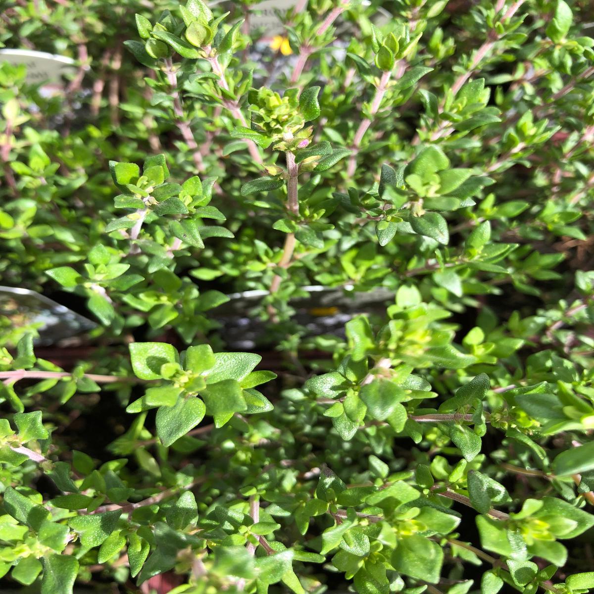Thyme Dot Wells 4
