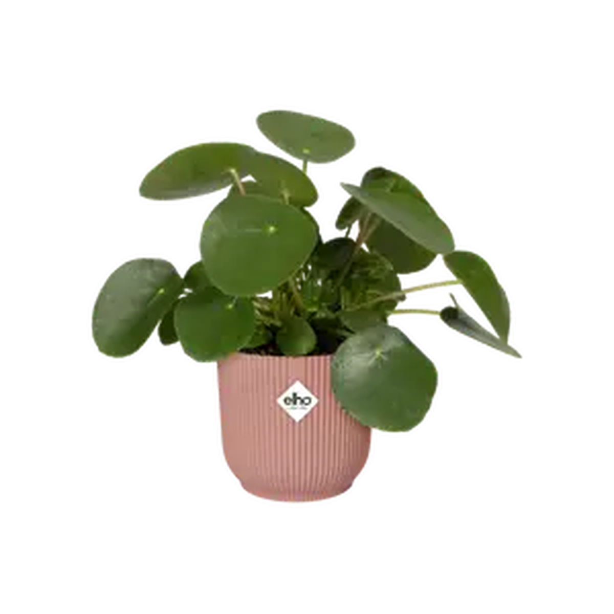 Vibes Fold Round Mini 11cm Delicate Pink