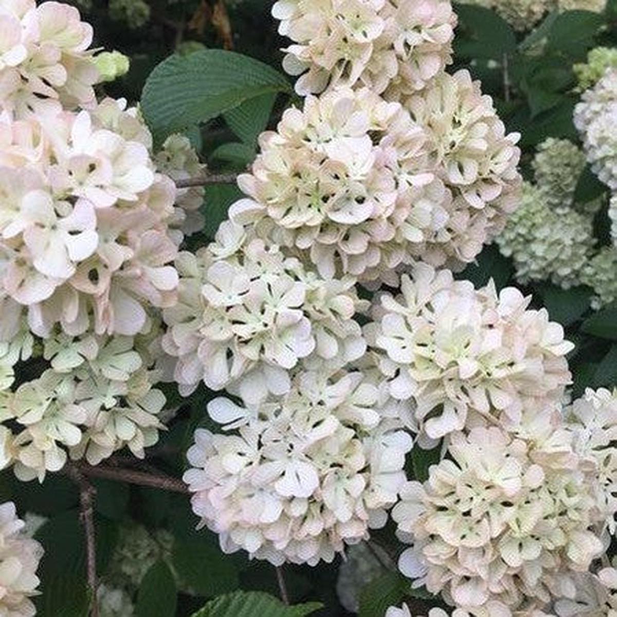 Viburnum plicatum Roseace