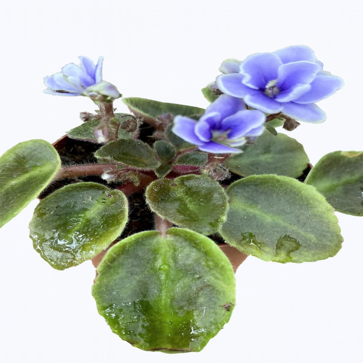 2" African Violet