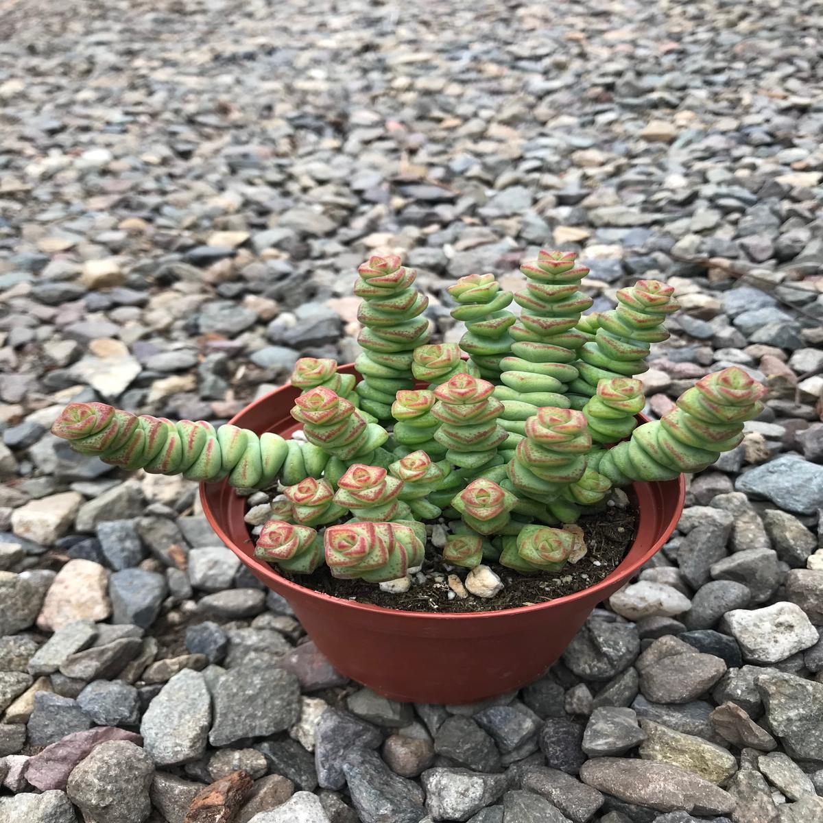 4" Crassula Marneriana