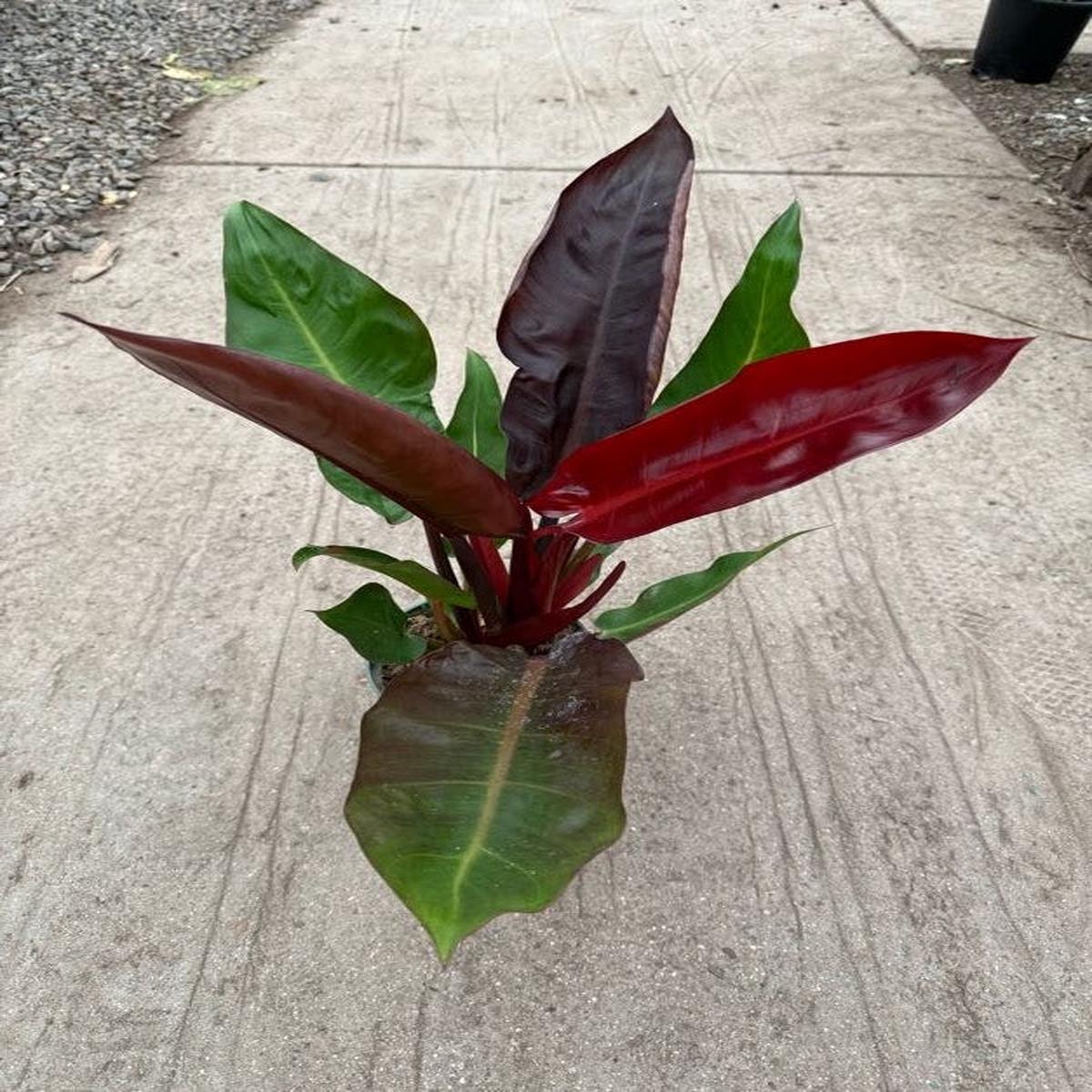 6" Philodendron Red Sun