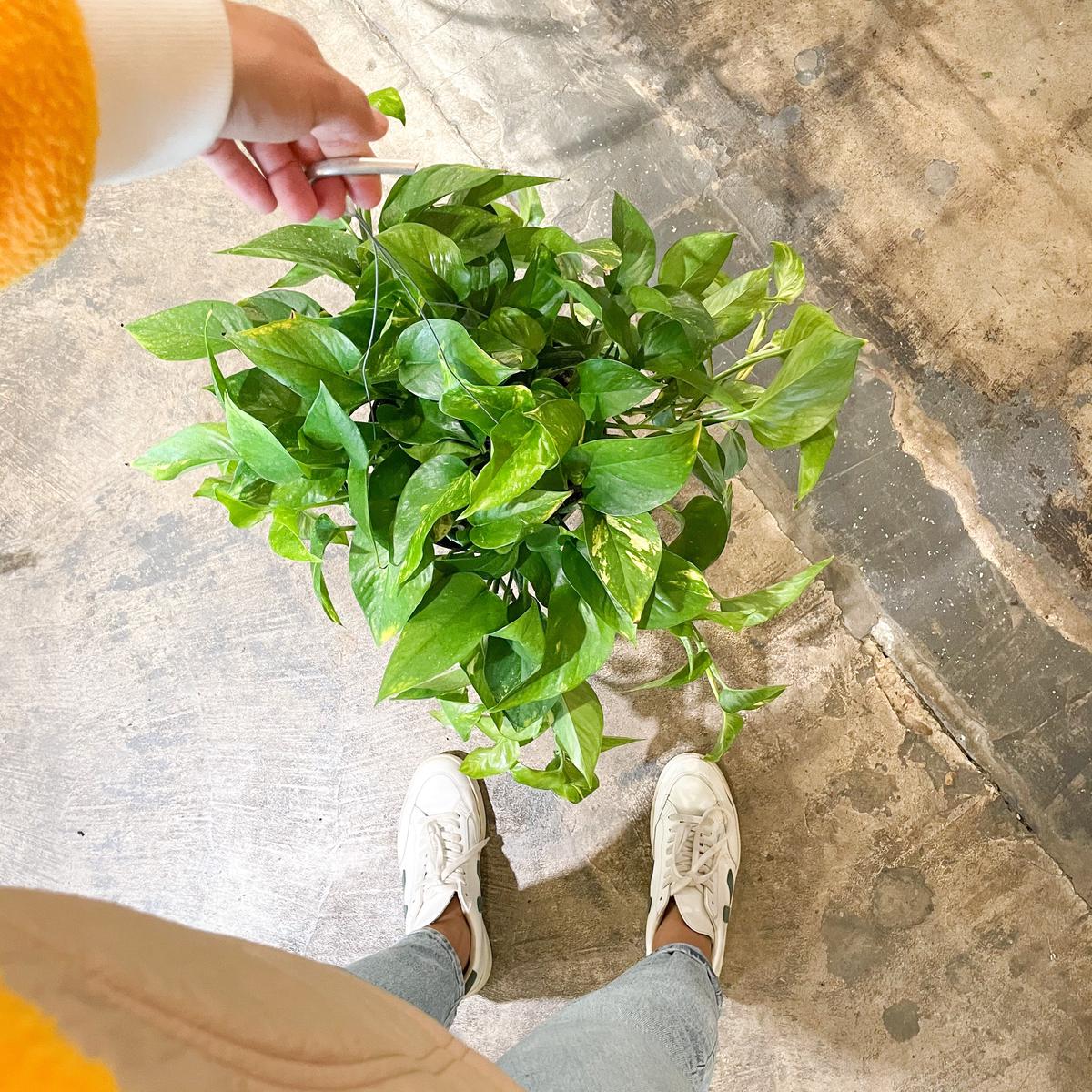 8" Golden Pothos