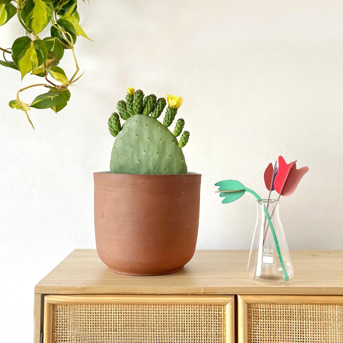 Cactus Pear - Algerian