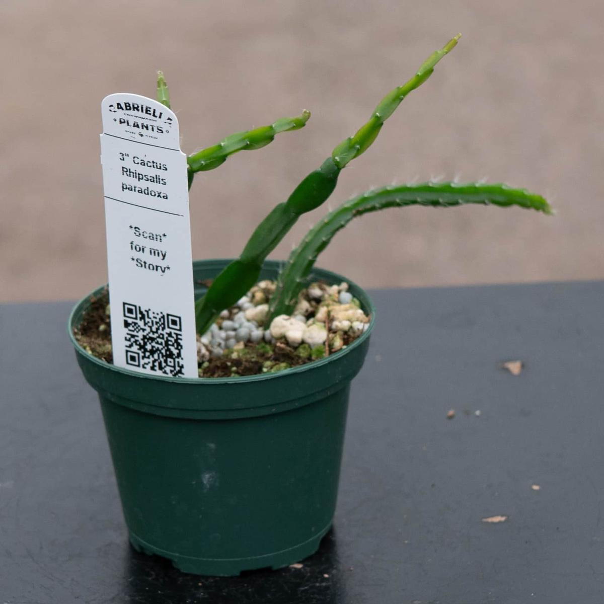 Cactus Rhipsalis paradoxa