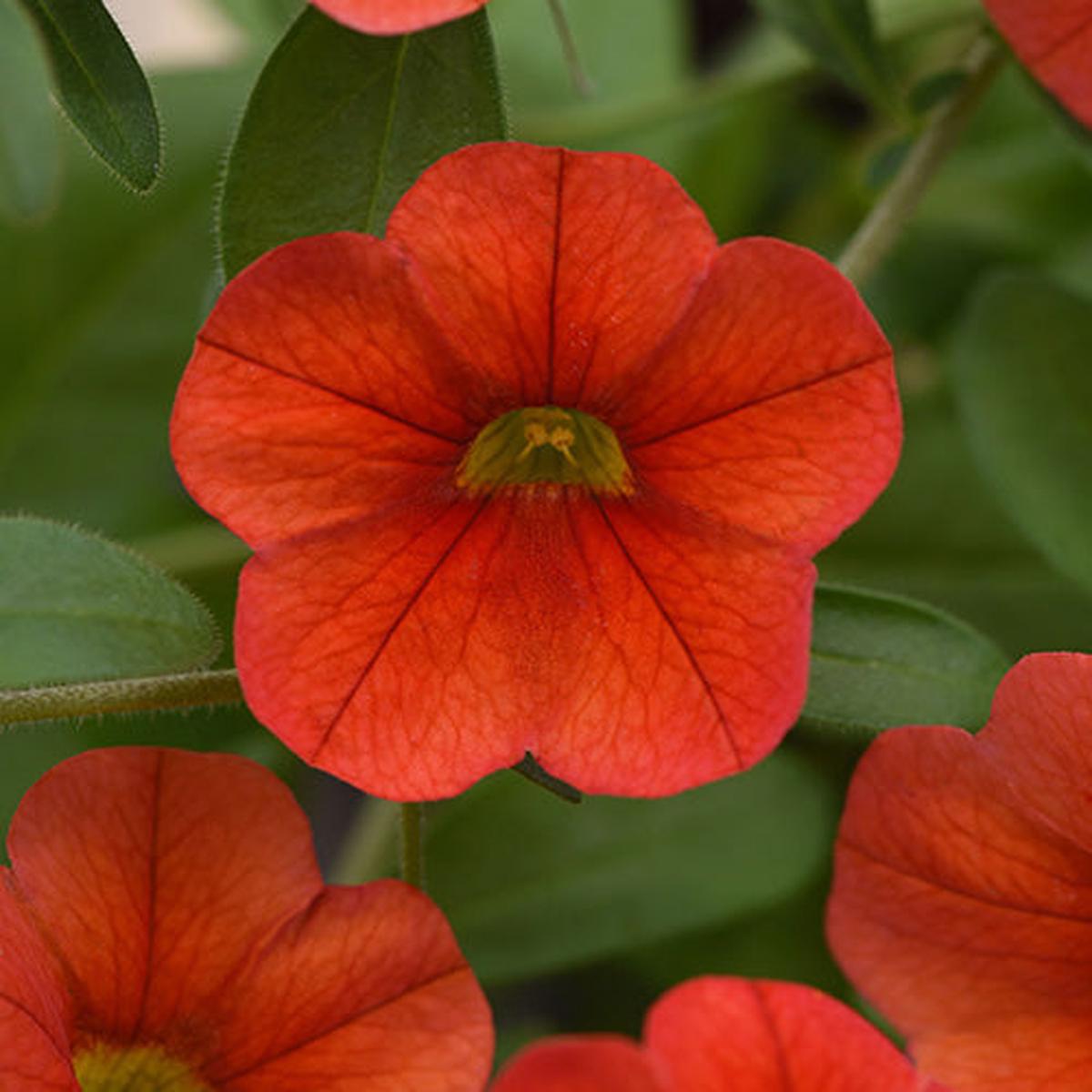 Calibrachoa MiniFamous Neo Deep Orange 4"