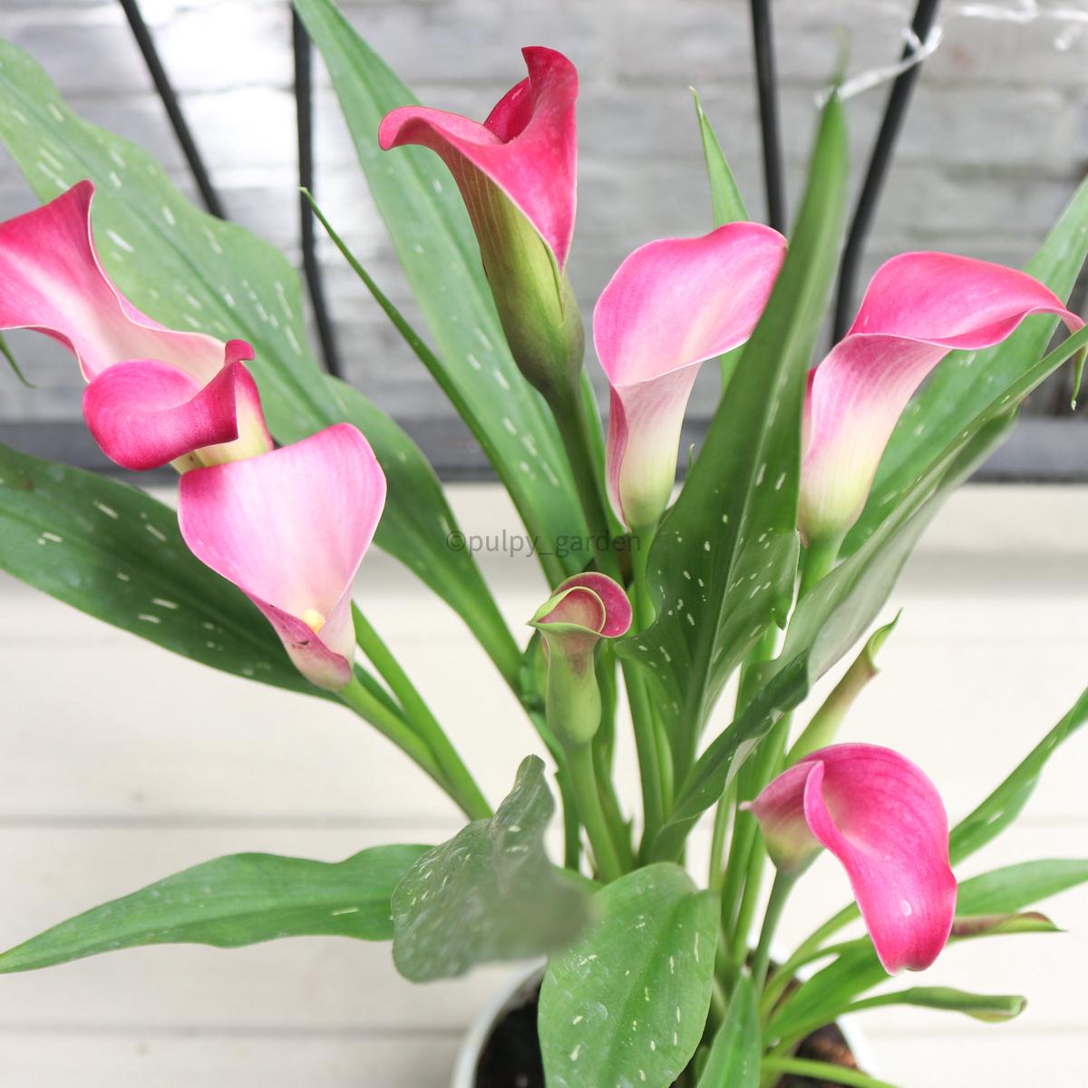 Calla Lily in Nursery Grow Pot