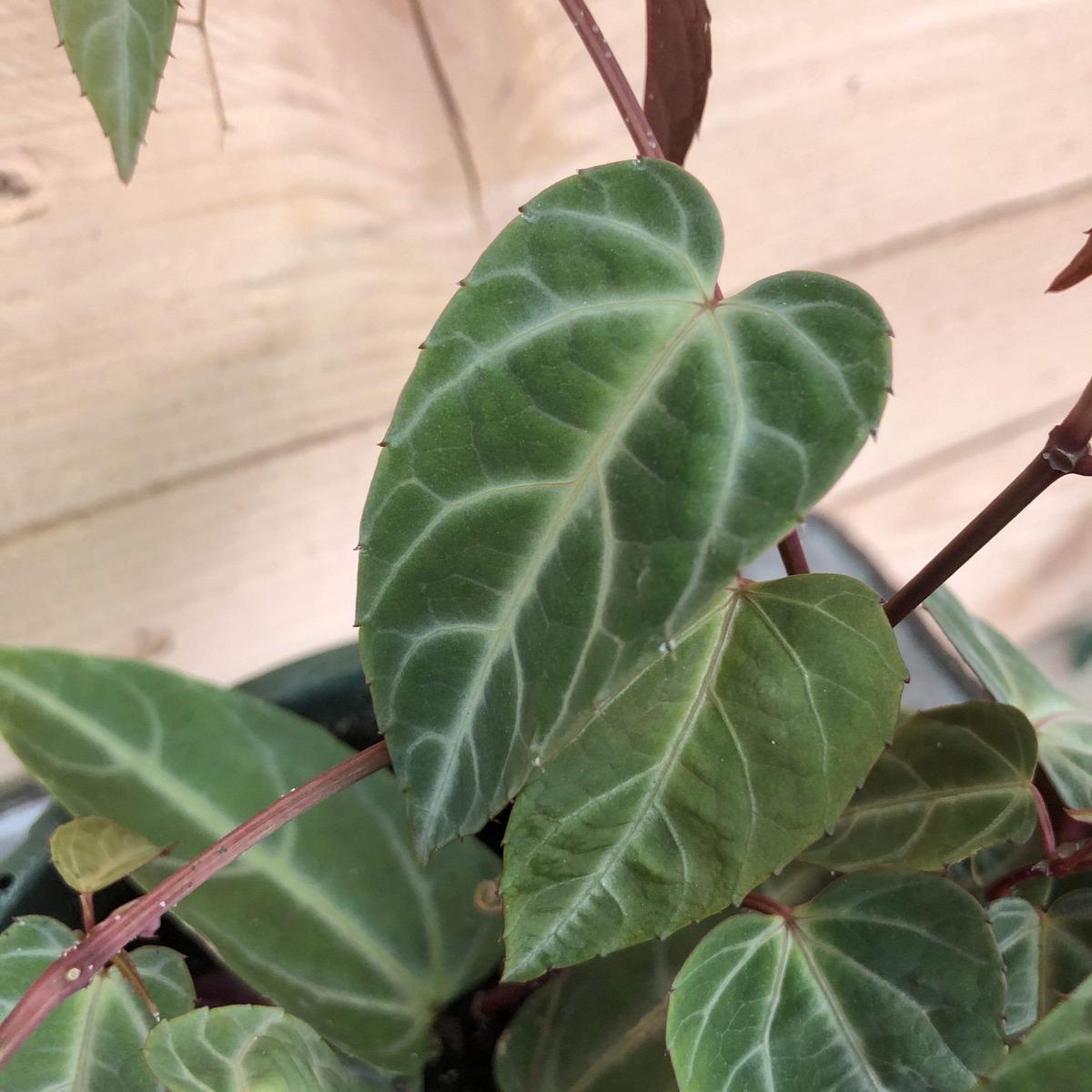 Cissus Amazonica, 6" Plant