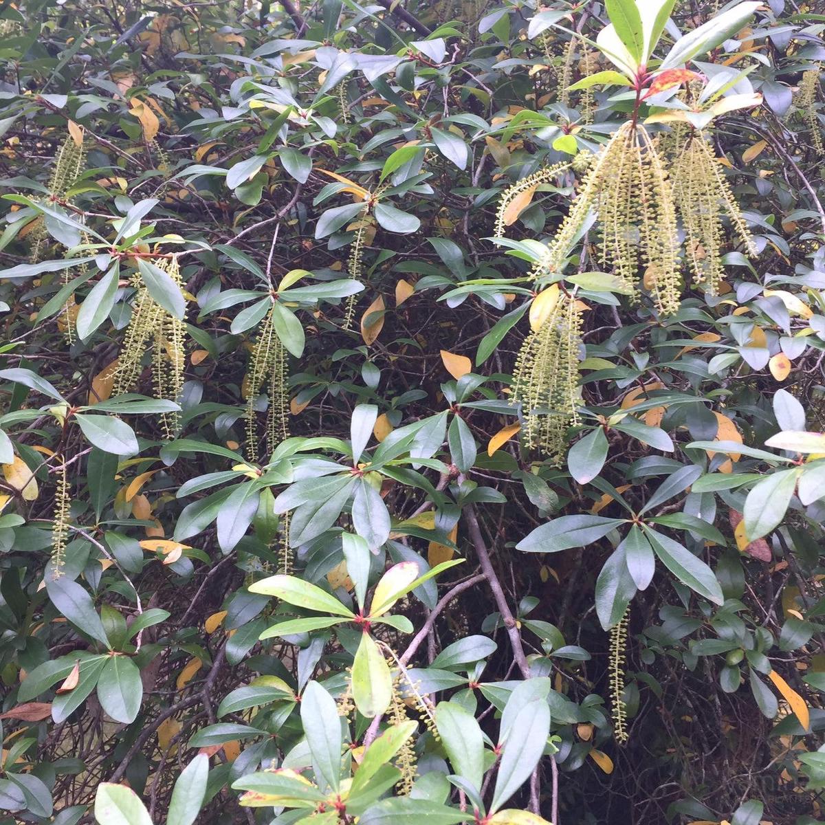 Cyrilla racemiflora (Leatherwood)