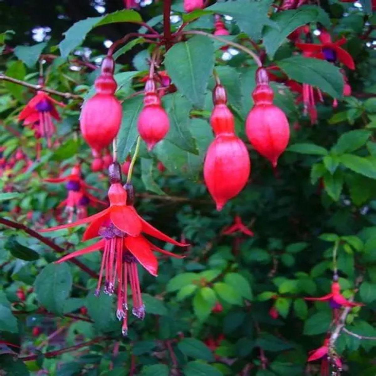 Hardy Fuchsia 'Riccartonii' 1G