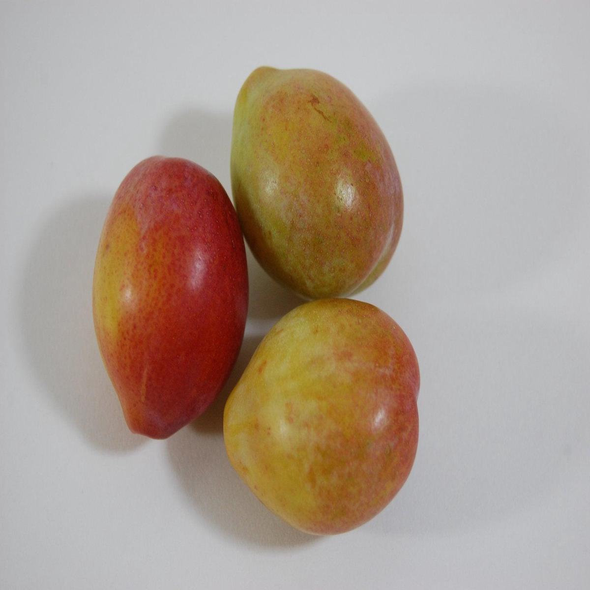 Italian Prune Plum European Semi-Dwarf Tree