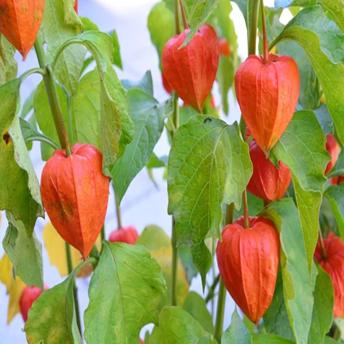 100 CHINESE LANTERN (Winter or Ground Cherry / Japanese Lantern) Physalis Alkeke