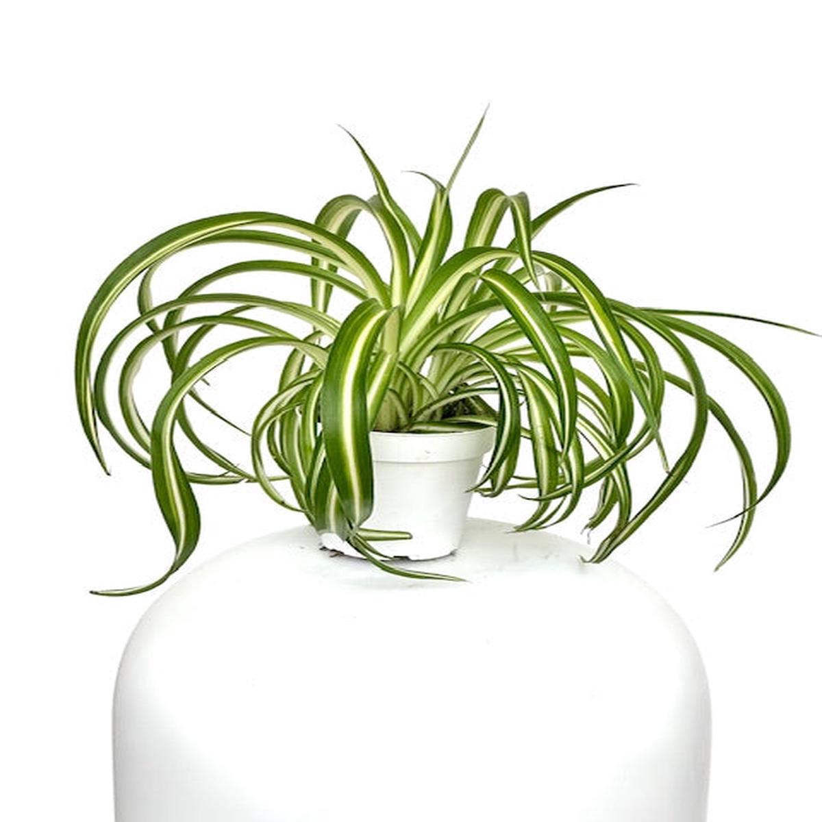 4" Chlorophytum Spider, Bonnie
