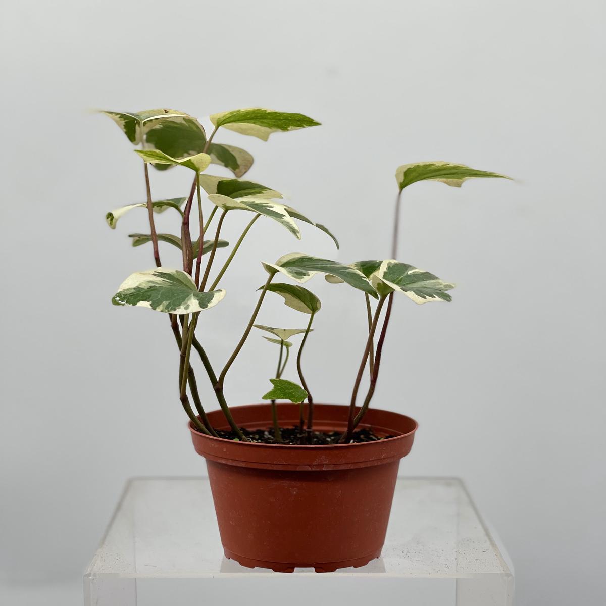 4" Ivy, Algerian
