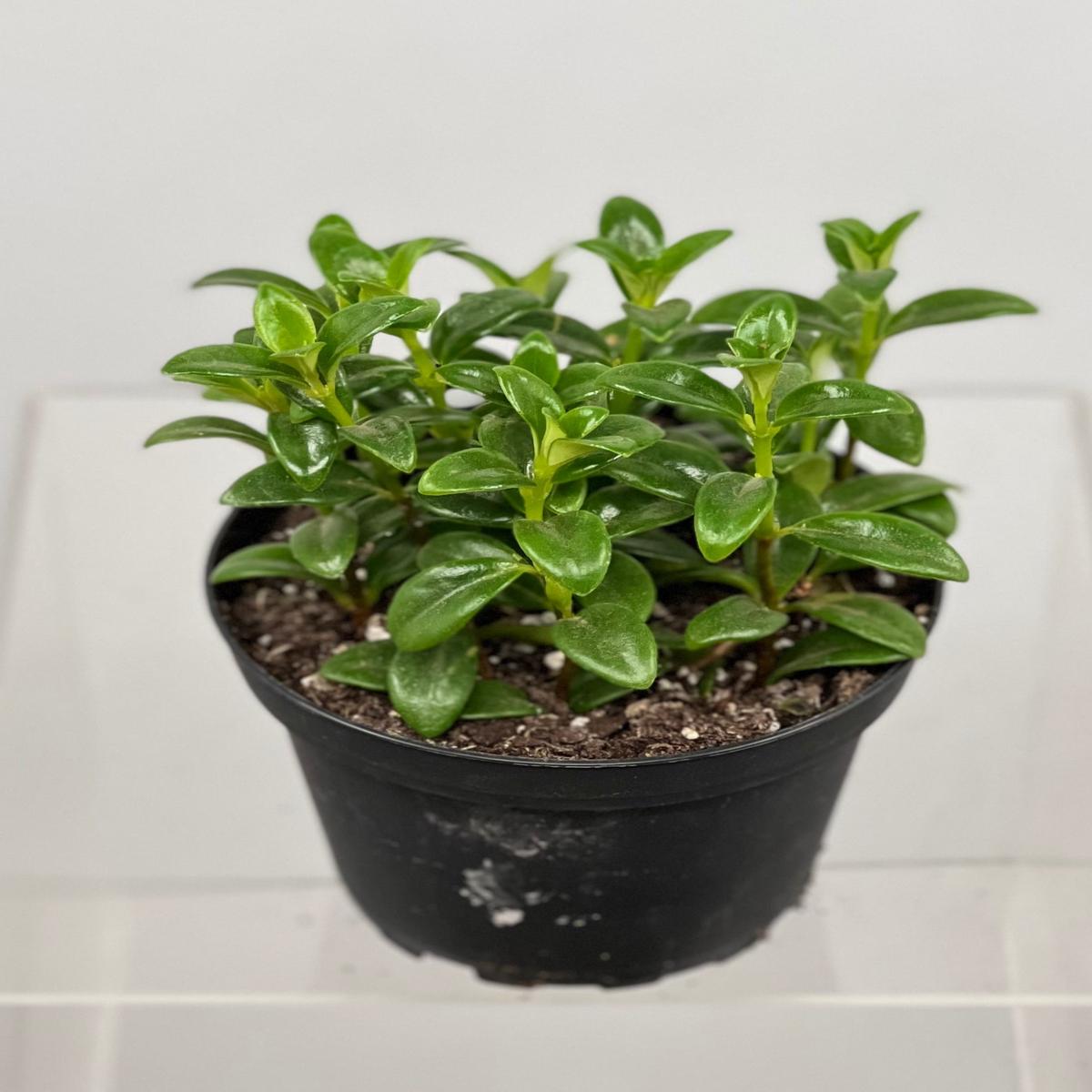 4" Nematanthus Candy Corn