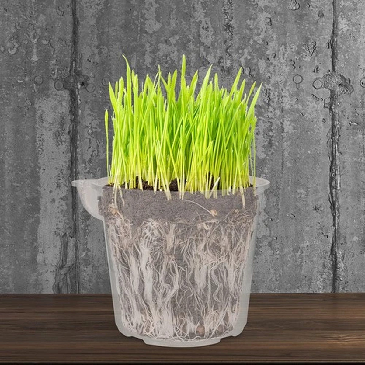 4 Pcs Automatic Water Flower Pot Watering Flowerpots Orchid Planting