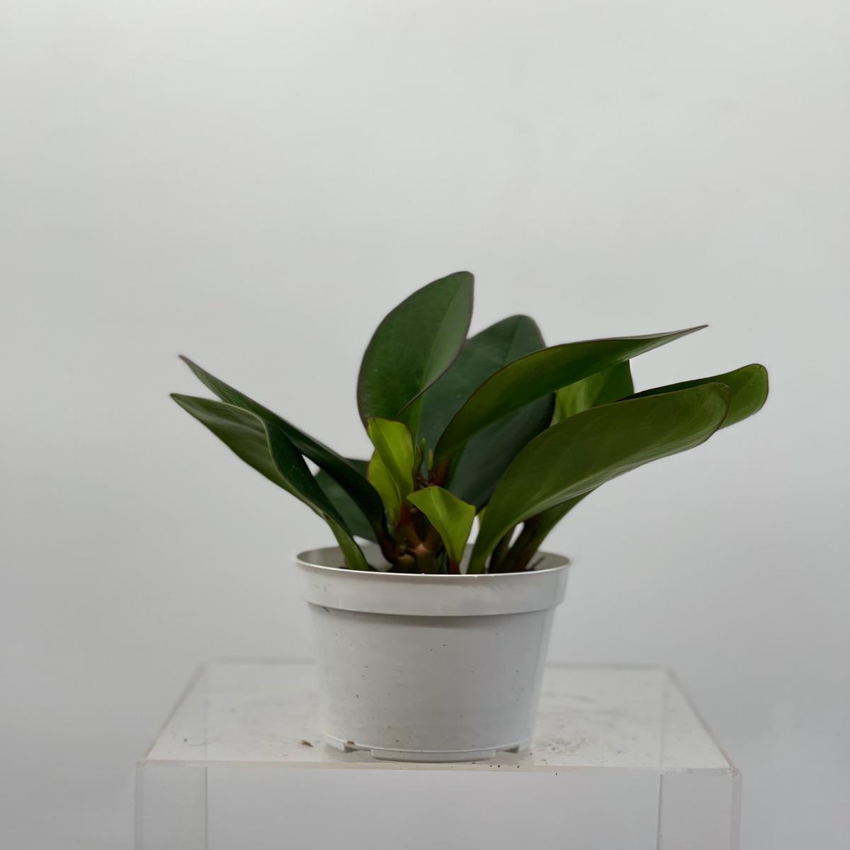 4" Peperomia Red Edge