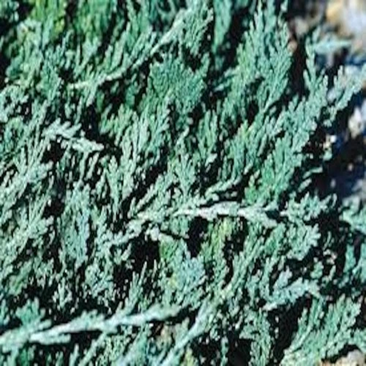 5 Blue Rug Juniper Shrub Juniperus horizontalis Wiltonii  Starter Plant