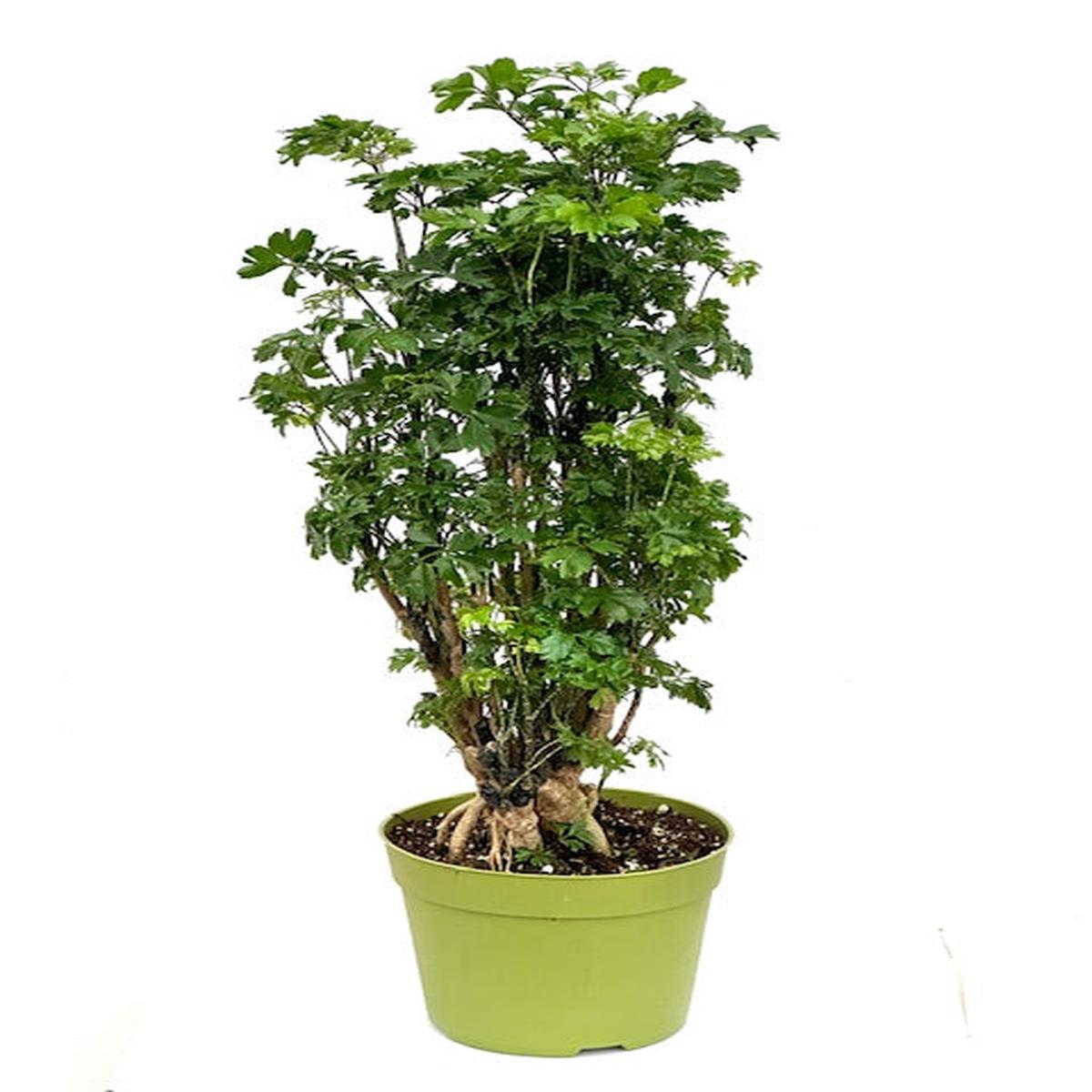 6" Aralia, Roble Stump