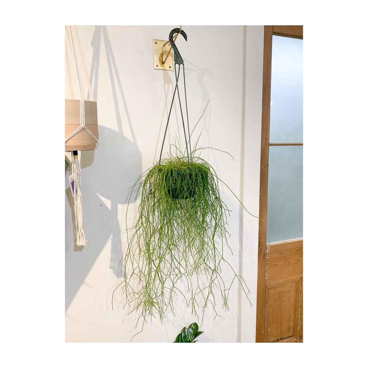 6 Rhipsalis Clavata