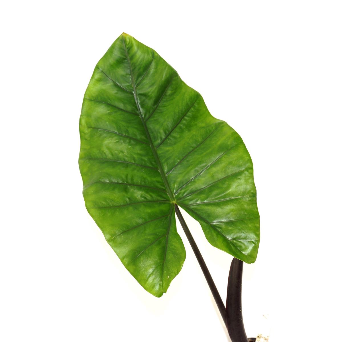Alocasia plumbae