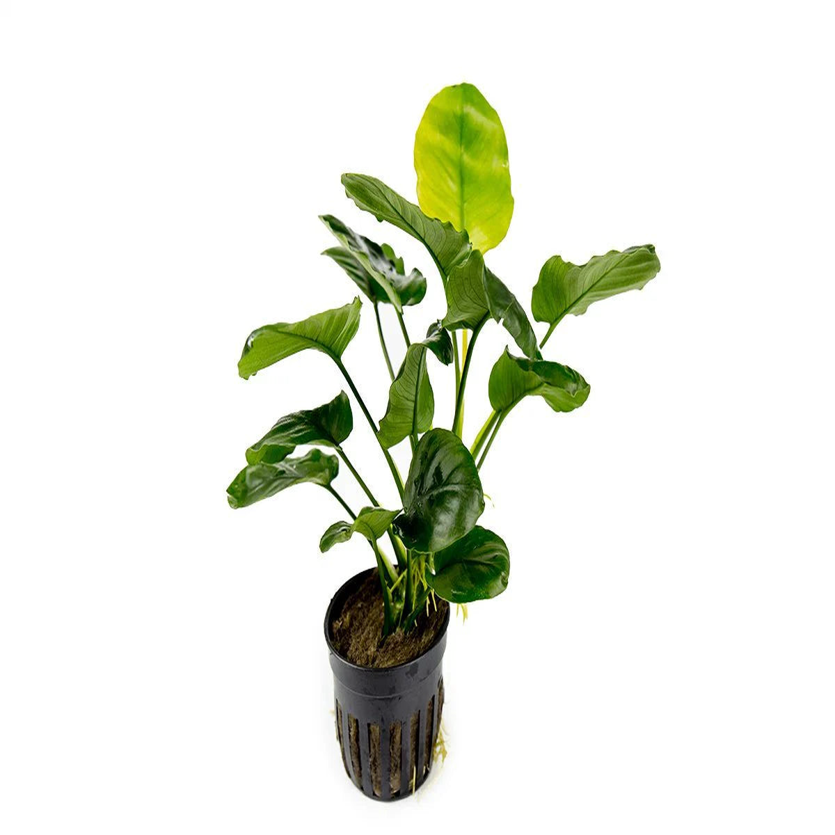 Anubias Barteri 'Golden Coin'  Pot