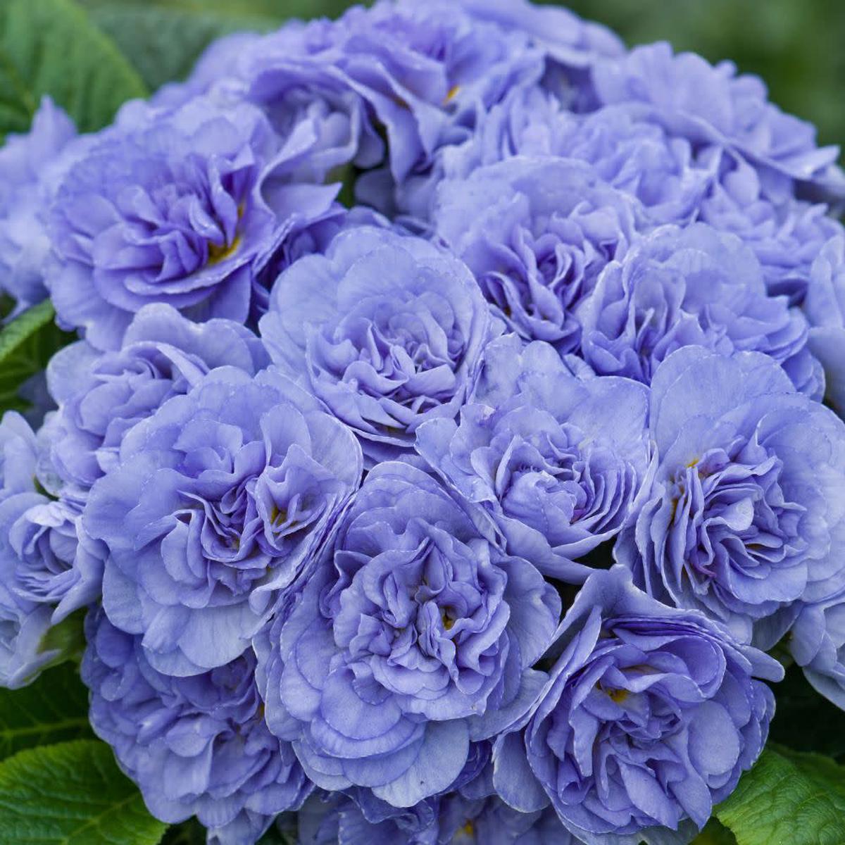 Bouquet Perfect Watercolour Blue Primrose (Primula vulgaris) | Proven Winners New Variety 2026