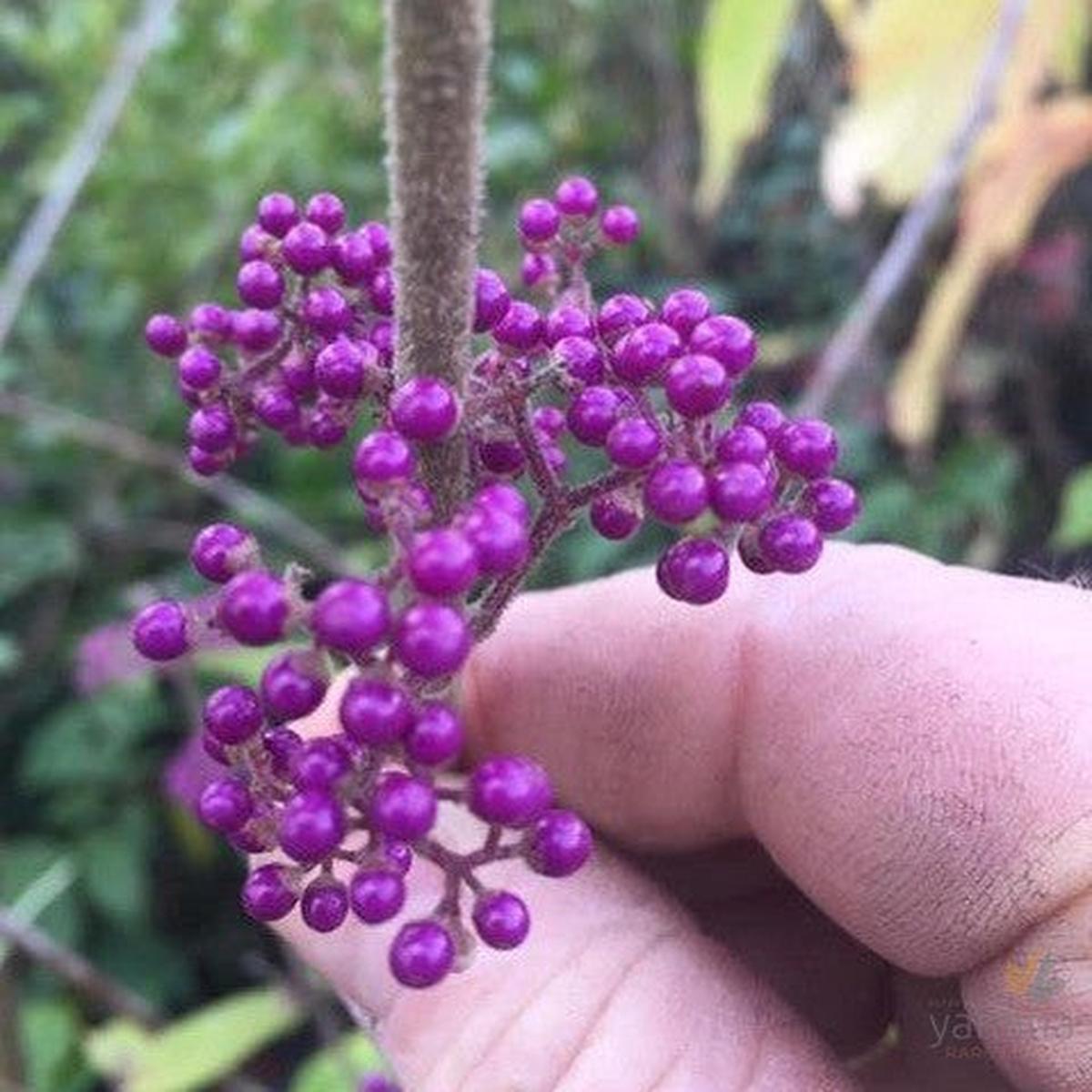 Callicarpa Bodinieri Var Giraldii