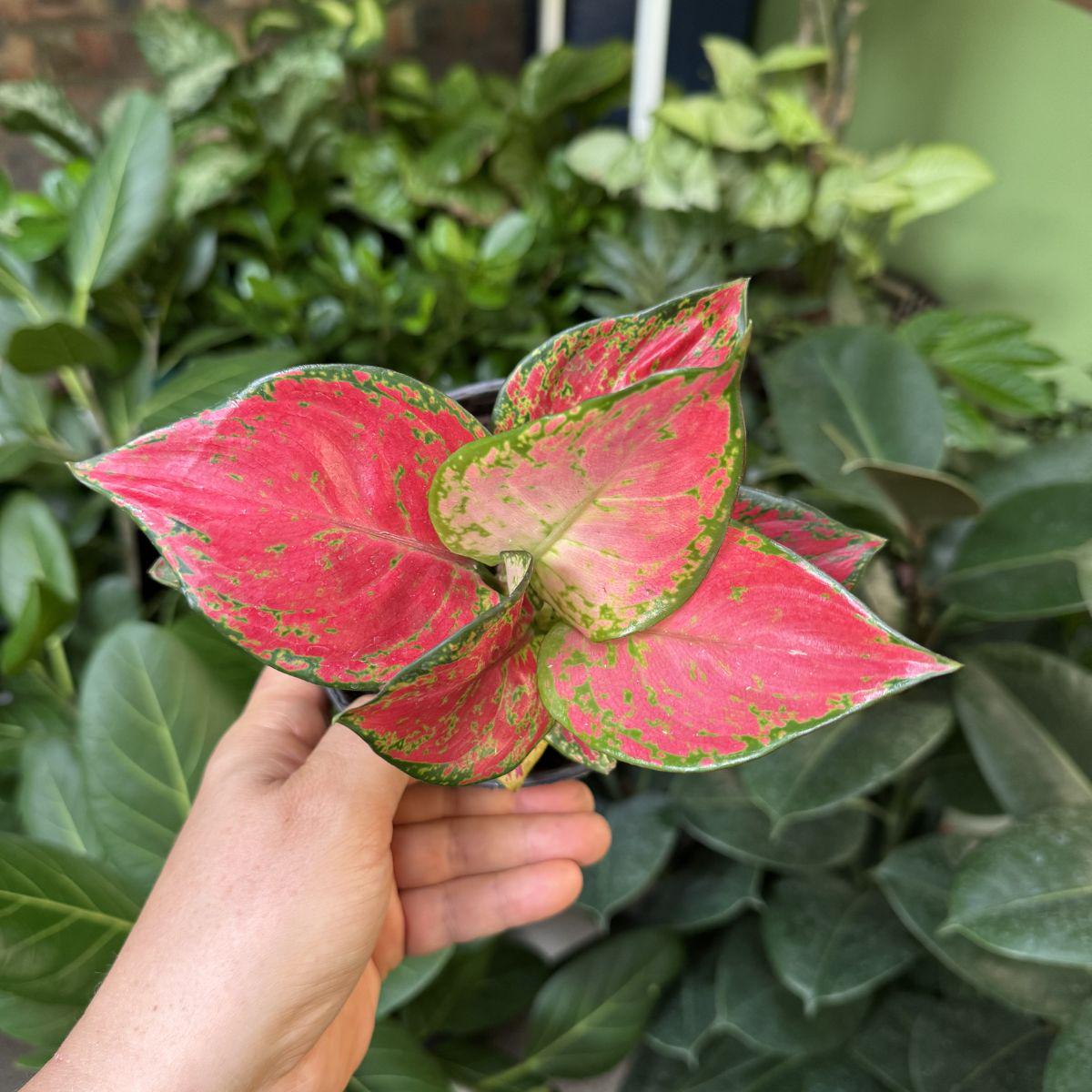 Chinese Evergreen - Red Zircon