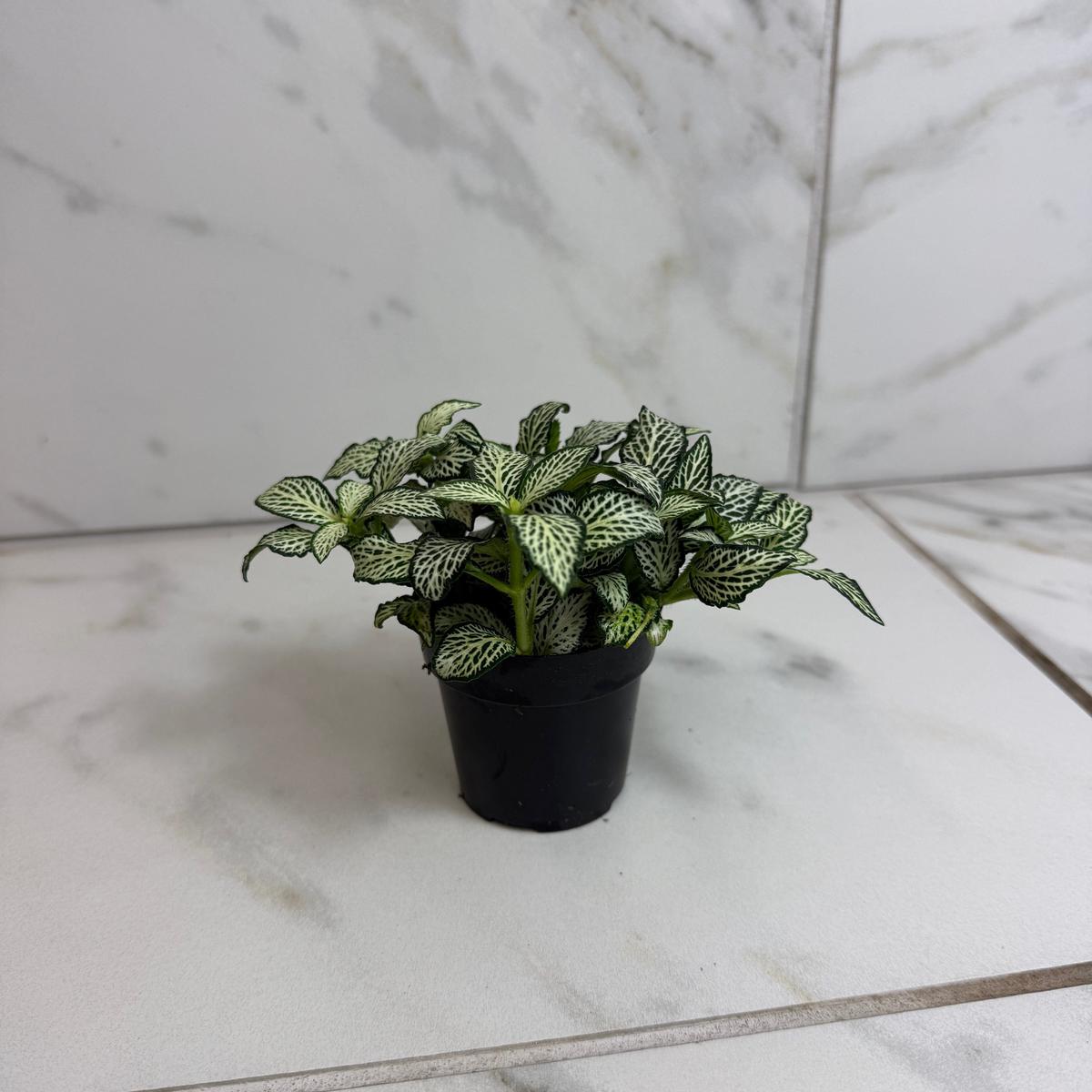 Fittonia Lovers, 2" Plant