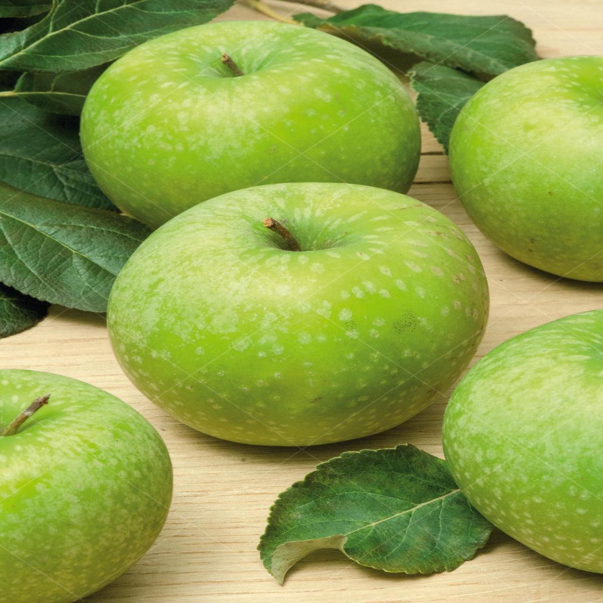 Granny Smith Apple Dwarf Tree