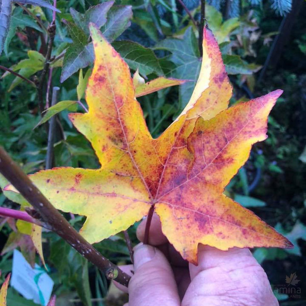 Liquidambar styraciflua Parasol