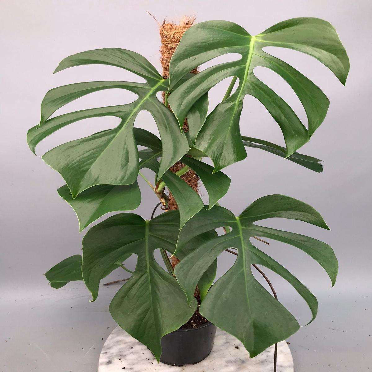 Monstera deliciosa var sierrana Big Plant