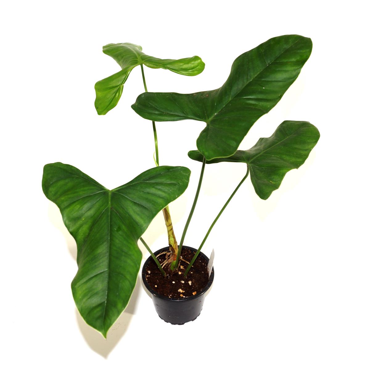 Philodendron oxapapense - 5.5" Pot