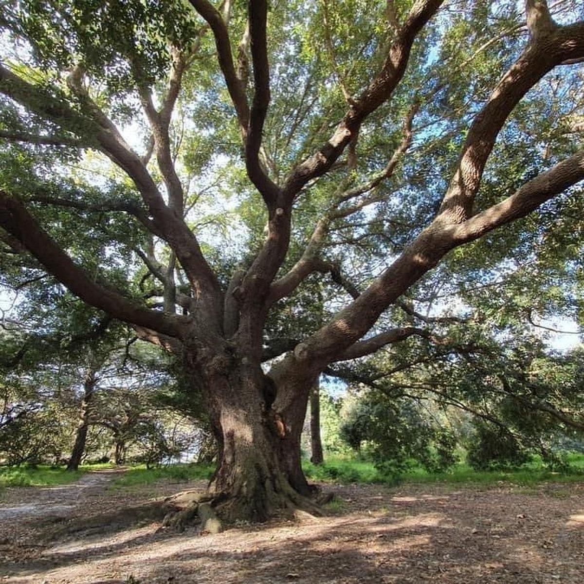 Quercus virginiana (Live oak)