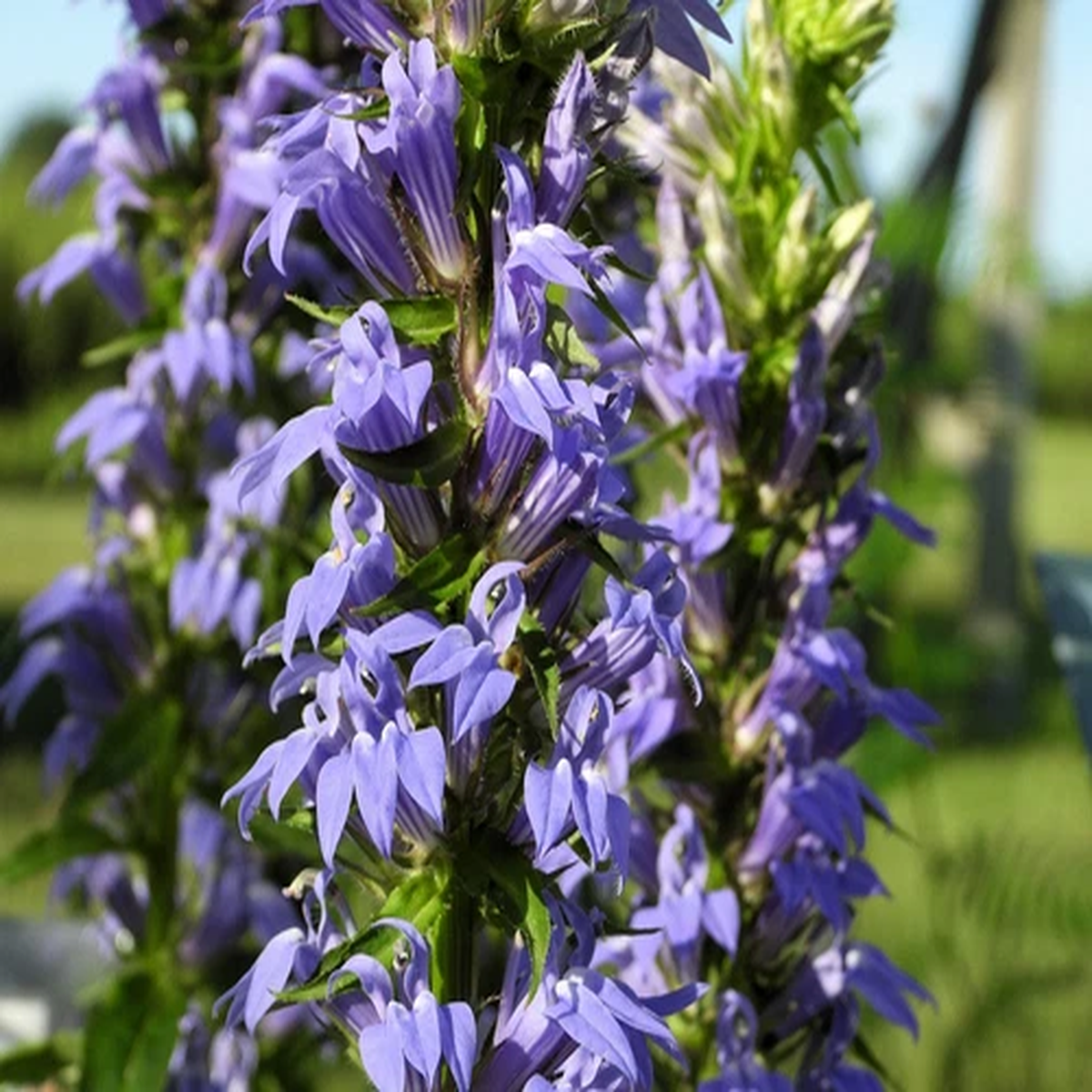 500 GREAT BLUE LOBELIA Upright Lobelia Siphilitica Flower Seeds *Comb S/H