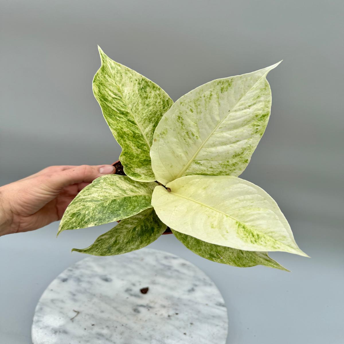 Anthurium variegata alba