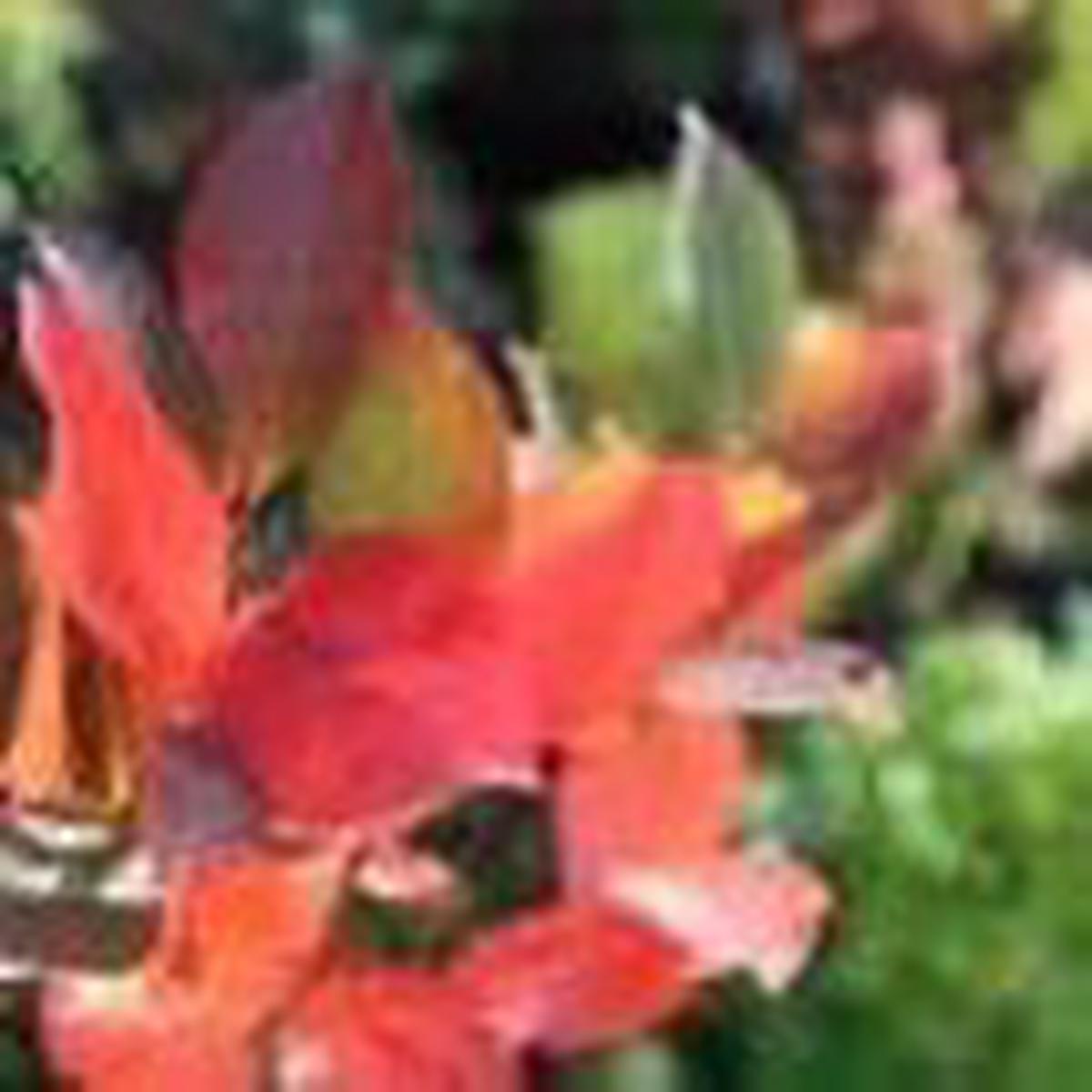 Aronia x prunifolia