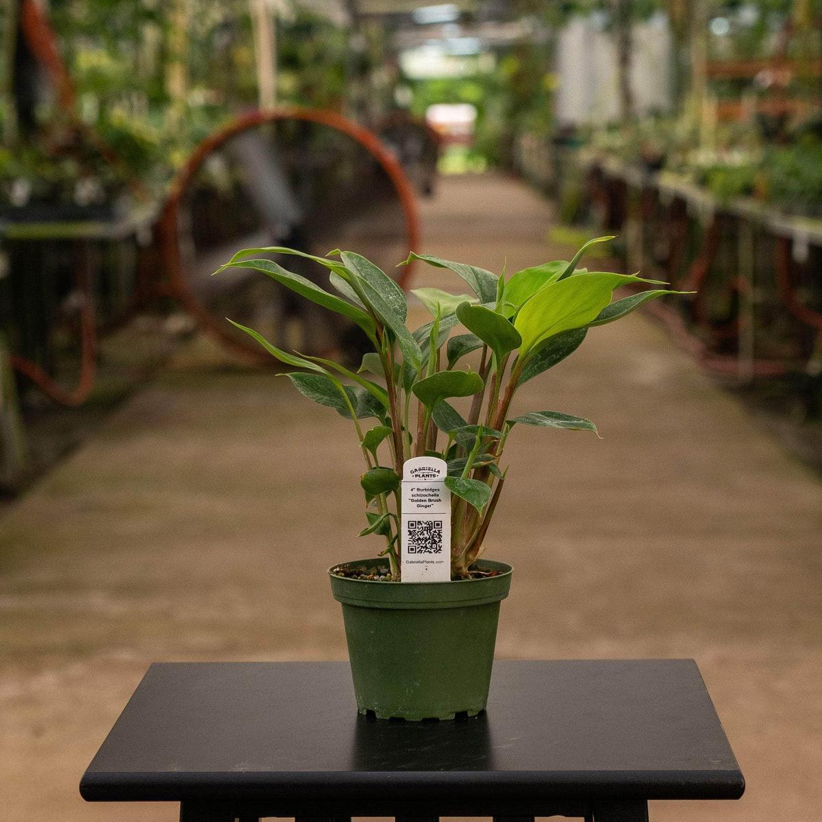 Burbidgea schizocheila "Golden Brush Ginger"