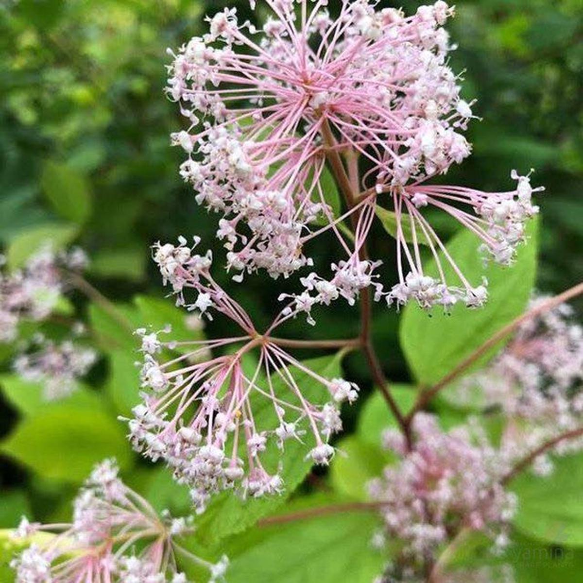 Ceanothus _ pallidus Perle Rose 14cm
