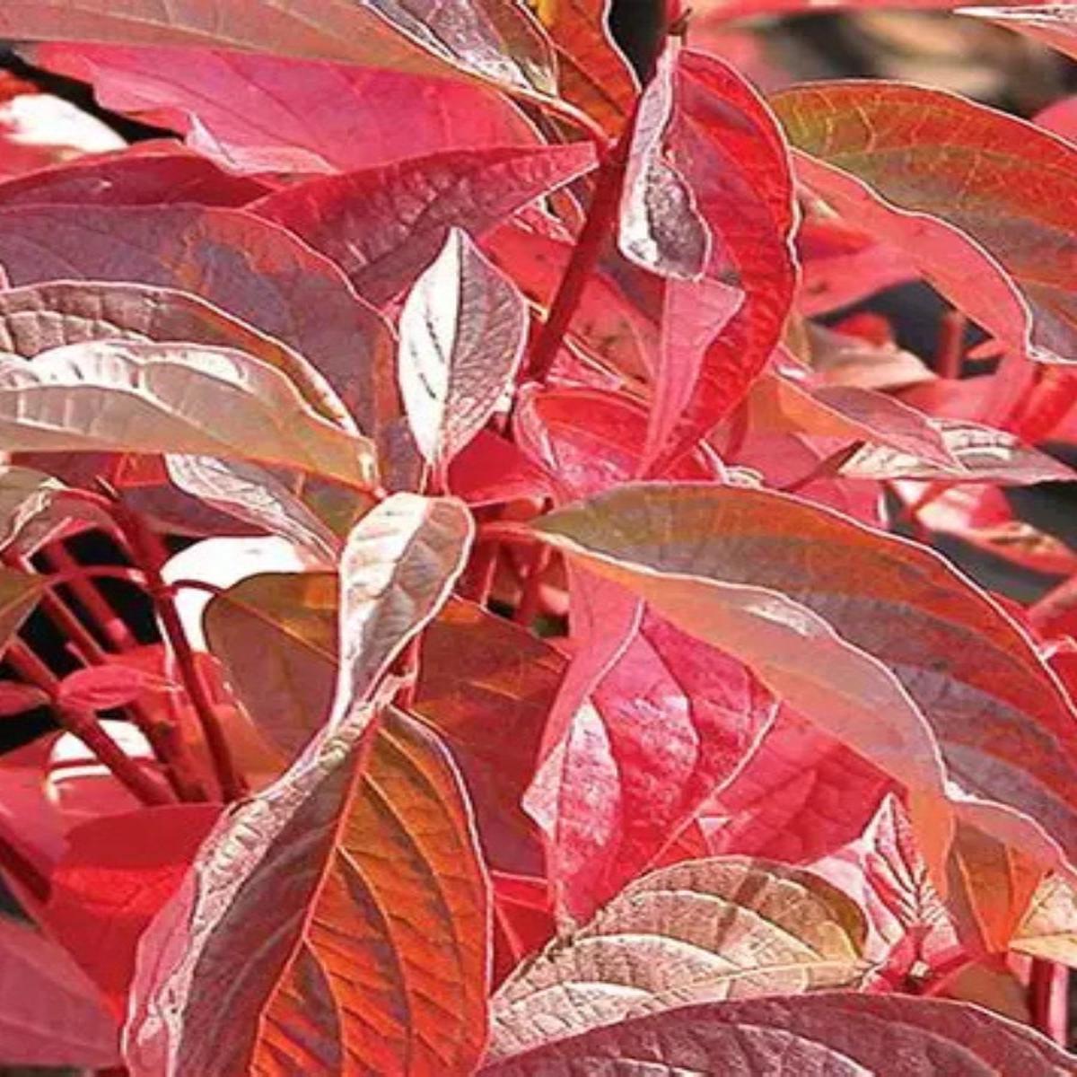 Cornus sericea 'Arctic Fire Red' 1G