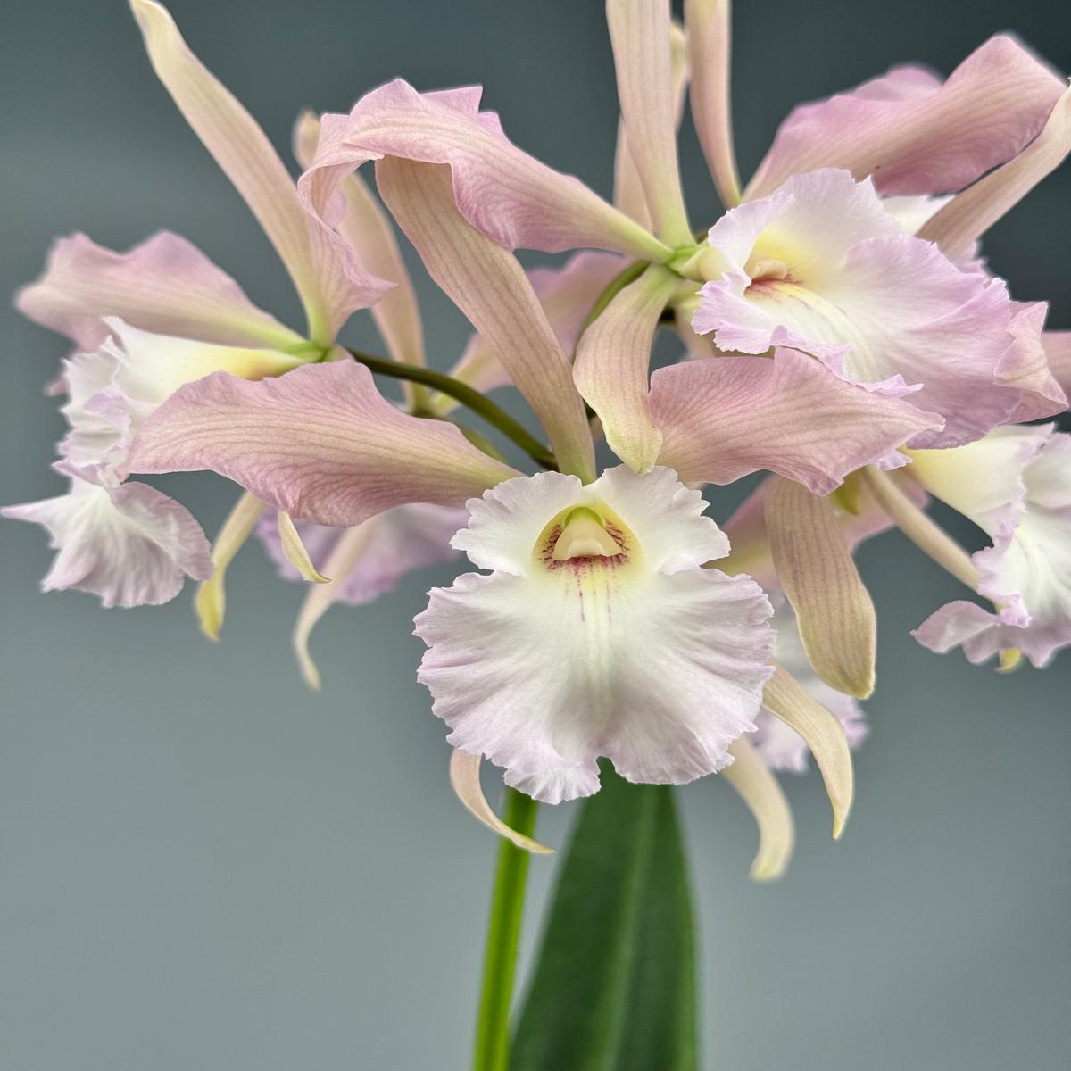 Encyclia randii  Blc. Agatha Pink Dove