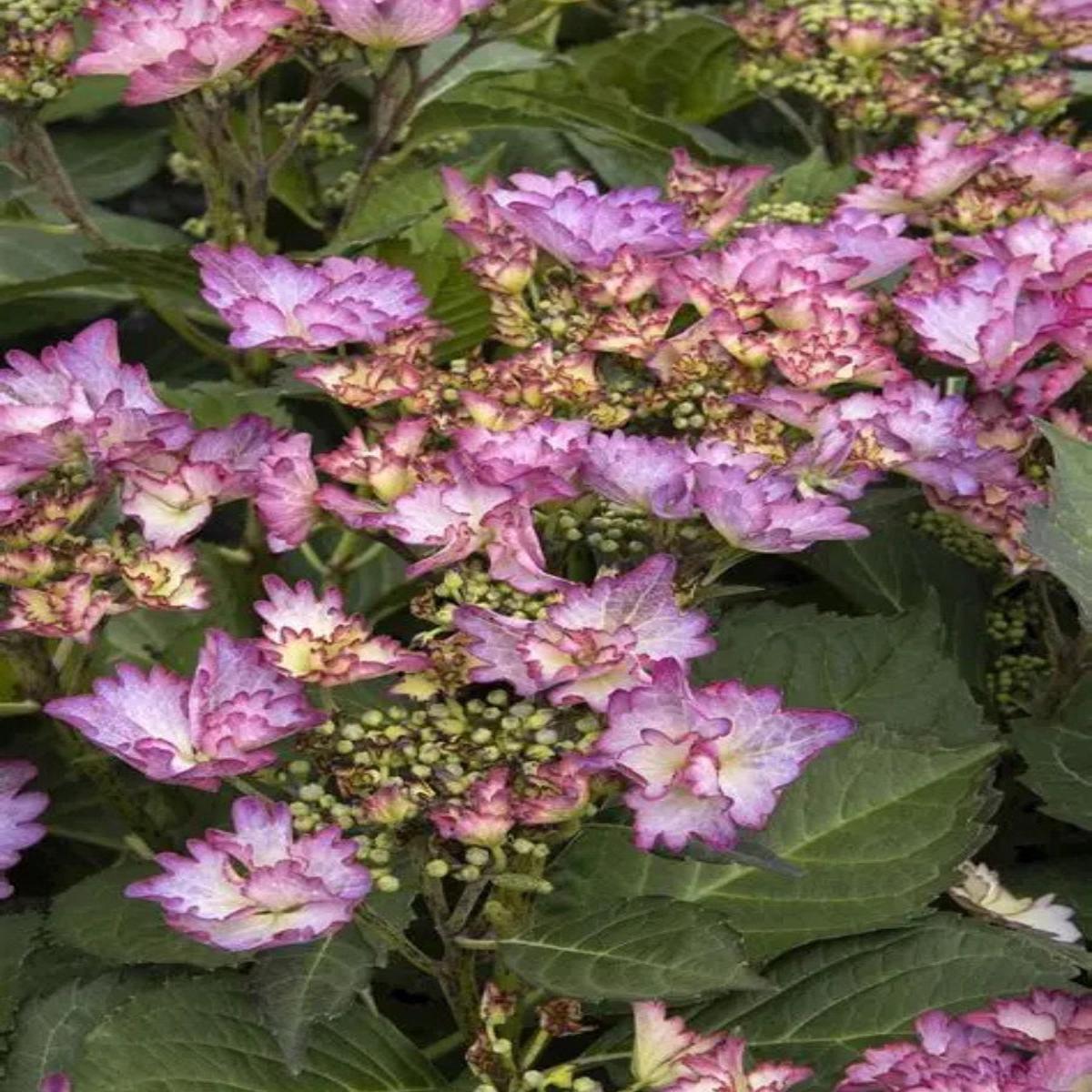 Hydrangea macrophylla 'Crystal Cove' 2G