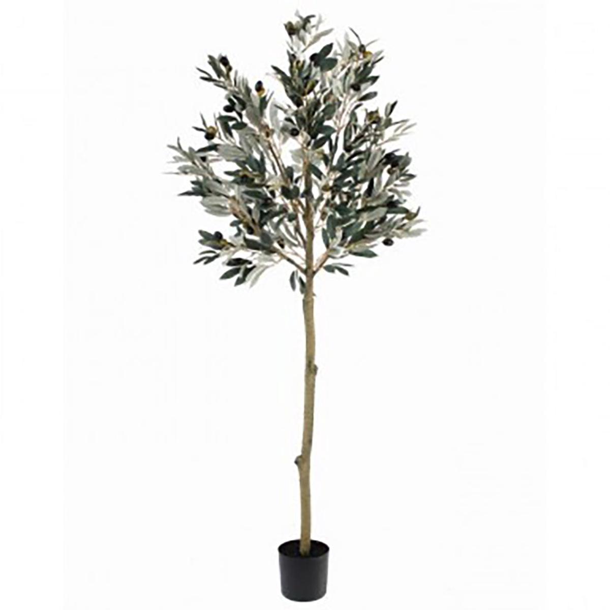 Olive Leaf Topiary Everlasting