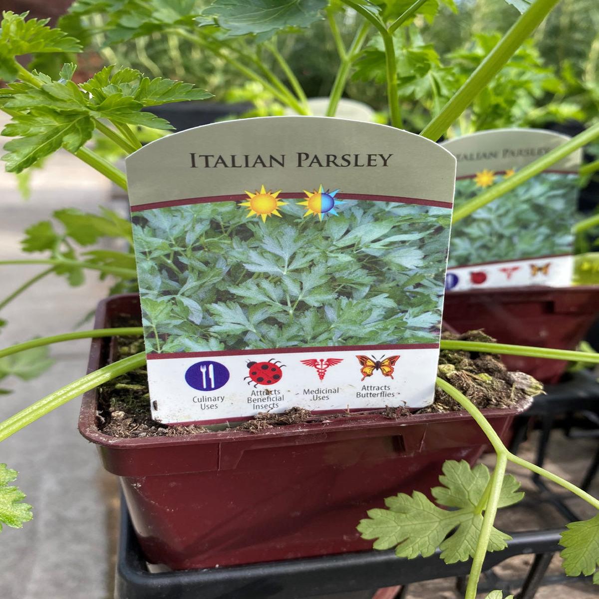 Parsley Italian 4"