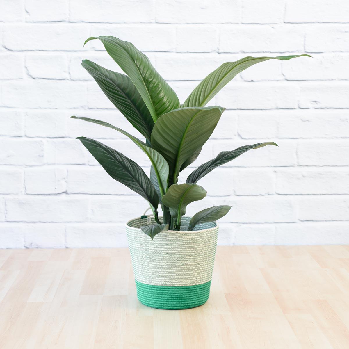 Peace Lily - Sensation