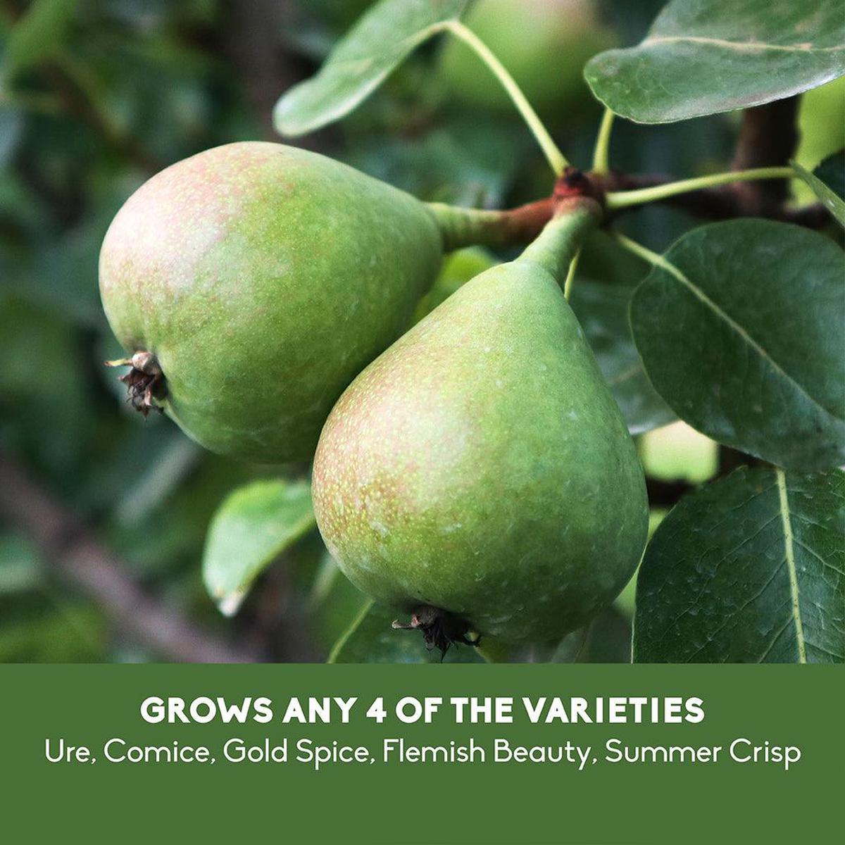 Pear 4-in-1 Tree